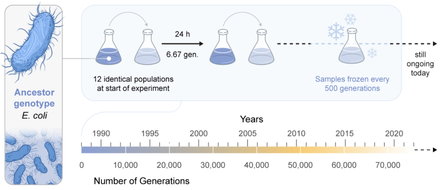 Founded in 1988, the Long-Term Evolution Experiment (LTEE) is the world’s longest-running ongoing evolution experiment now spanning 75,000 generations. (Illustration: Mark Belan/ArtSciStudios)