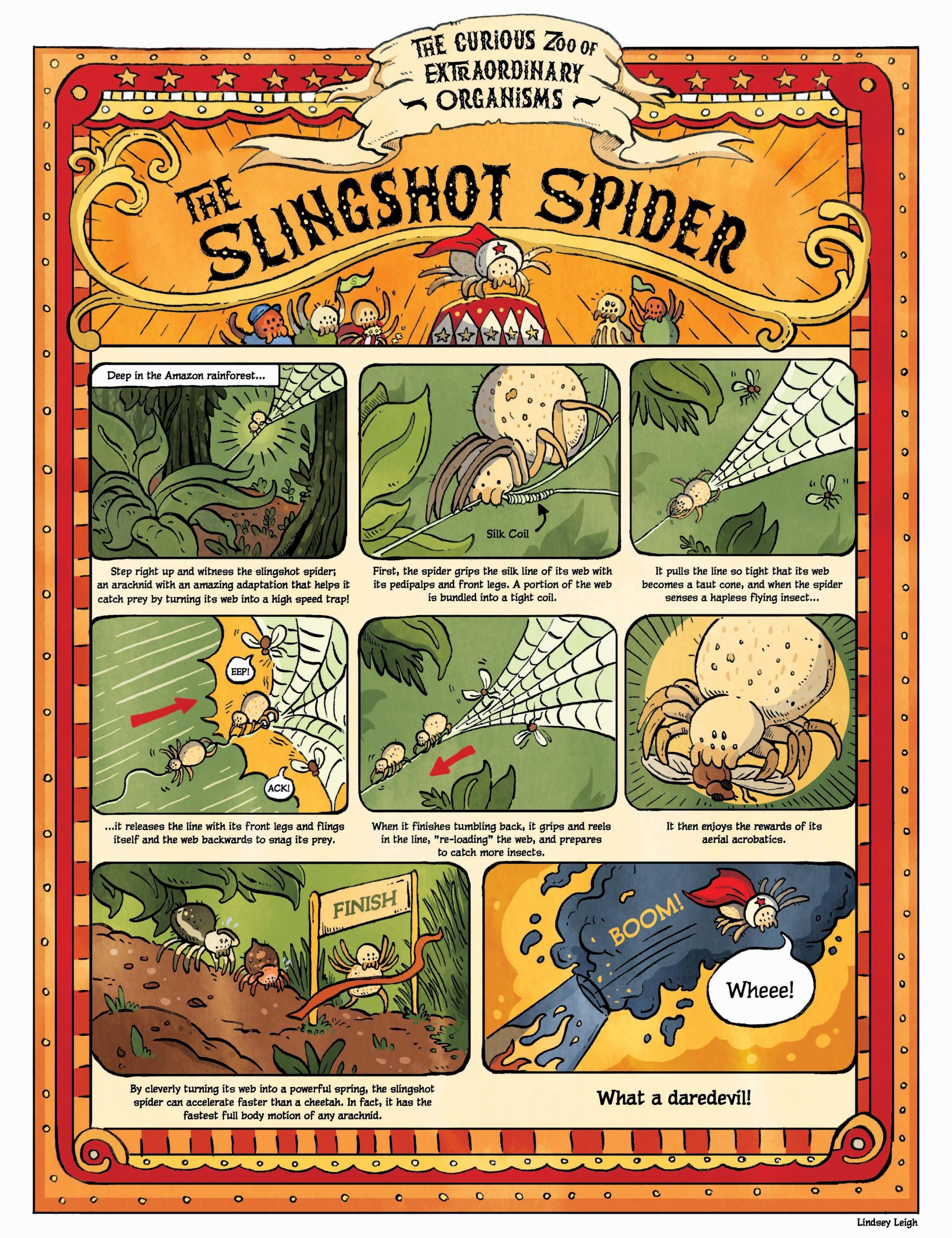 Cartoon explanation of slingshot spider