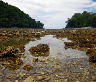 Exposed coral reef in Panamá