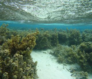 Overfished reef overgrown with seaweed