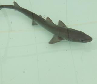 Smooth dogfish shark