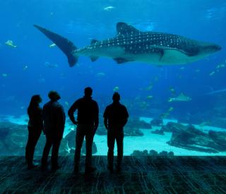 Georgia Tech Leading in the Quest for Ocean Solutions