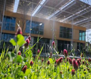 Spring flowers outside The Kendeda Building