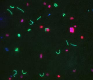 bacteria Konstantinidis.jpeg