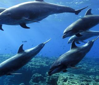 Stock image of an open-ocean dolphin pod swimming underwater.