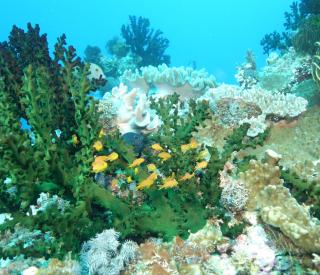 A school of planktivorous fish sheltering around a coral on a reef in the Solomon Islands in the Coral Triangle. Photo by Mark Hay 