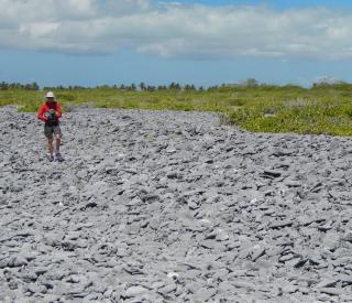 Grothe in fossil coral patch