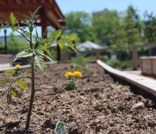 Tomato plants in the new community garden