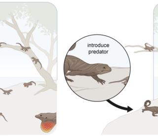 A series of experiment spanning 40 years on small islands in the Bahamas have revealed how prey species, like small brown anole lizards (Anolis sagrei), evolve in response to predators. (Illustration: Mark Belan/ArtSciStudios)