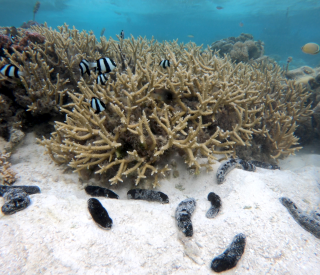 Sea cucumbers and coral
