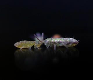 Springtails