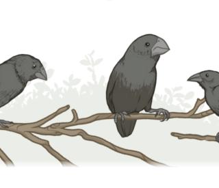 A 40-year field study of Galápagos ground finches (Geospiza sp.) has provided unparalleled insights into how natural selection operates in the wild and how new species might form. (Illustration: Mark Belan/ArtSciStudios)