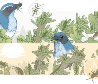 A long-term field study of Californian stick insects (Timema cristinae) reveals how competing selection pressures shape their evolution. (Illustration: Mark Belan/ArtSciStudios)