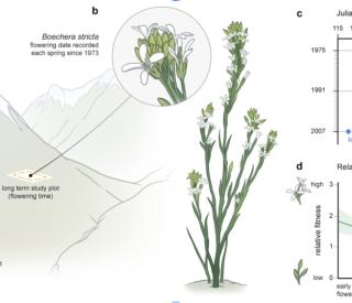 Long-term studies at the Rocky Mountain Biological Laboratory in Colorado, USA, reveal that Drummond’s rockcress (Boechera stricta), a North American wildflower, bloom almost 4 days earlier each decade since the 1970s. (Illustration: Mark Belan/ArtSci)