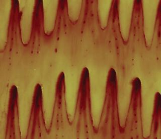Microstructure of snake belly scales