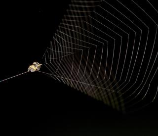 Slingshot spider ready to launch