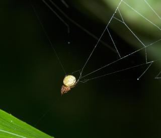 Slingshot spider ready to launch - 2