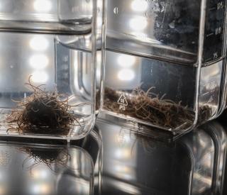 Worm blobs create collective behavior