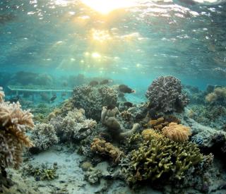 Healthy coral reef