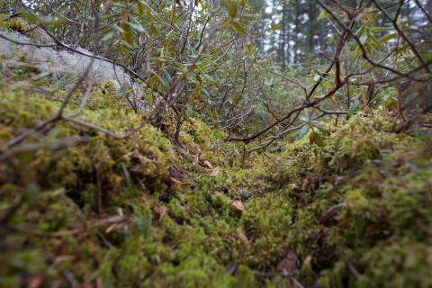 Peat moss floor of a boreal bog in Minnesota