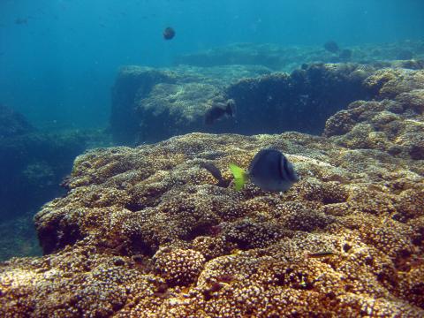 Panamá reef