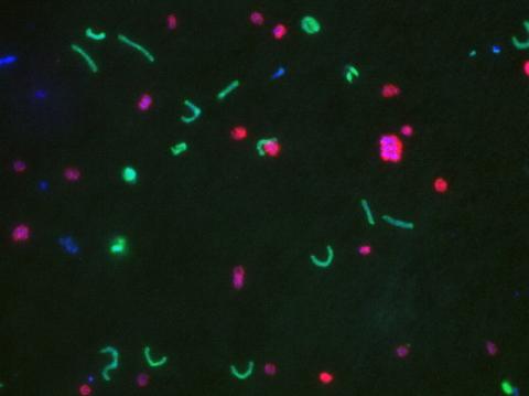 bacteria Konstantinidis.jpeg